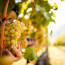 Vendemmia 2017 – Note a carattere tecnico