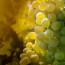 Pouilly – Fume 2016 Guy Saget