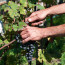 Il vino sociale