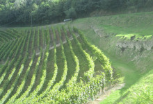 res_SORI MOSCATO A MANGO