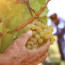 La vendemmia 2025: qualche previsione