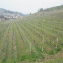 Il fattore qualità nel territorio della zona DOCG del Moscato d’Asti e dell’Asti
