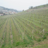 Il fattore qualità nel territorio della zona DOCG del Moscato d’Asti e dell’Asti