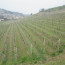 Il fattore qualità nel territorio della zona DOCG del Moscato d’Asti e dell’Asti