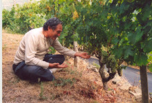 Tablino guarda uva 2005jpg