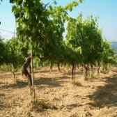 Il Roero: un terrior ad alta vocazione vitivinicola.